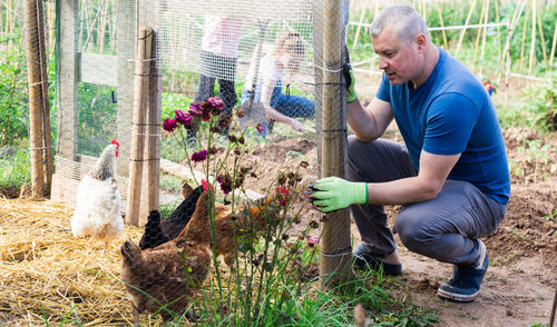 How to Build a Chicken Coop