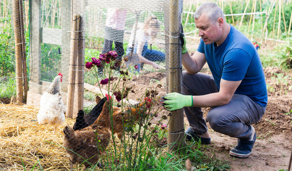 How to Build a Chicken Coop