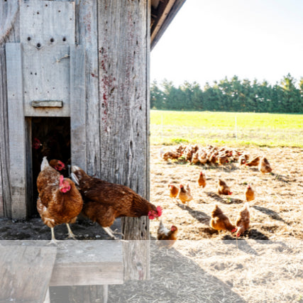 Poultry Feed & SuppliesChickens