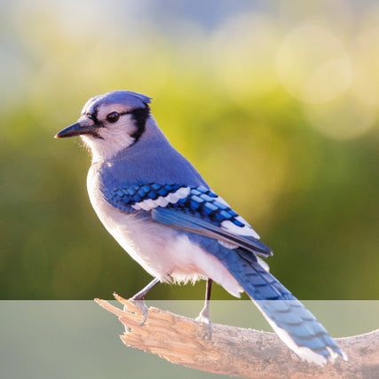 Wild Bird Feed & SuppliessBlue Jay