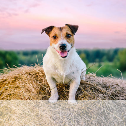 Pet Food & SuppliesDog on hay