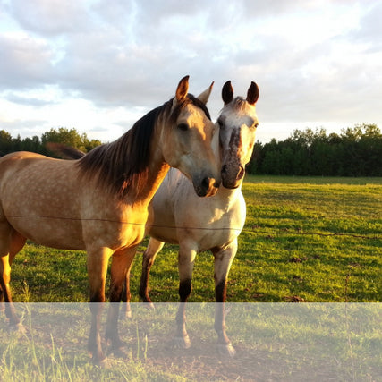 Horse Feed & SuppliesHorses