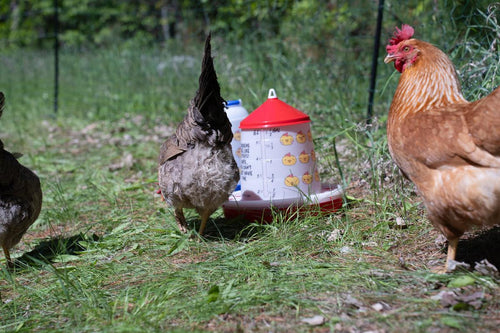 Strombergs Chicken Emoji Poultry Feeder 9 Lb